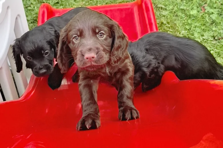 Cocker Spaniel (Working)
