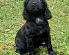 Cocker Spaniel (Working)