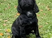 Puppy 4