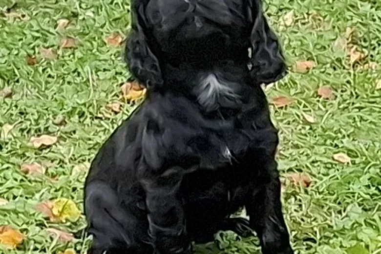 Cocker Spaniel (Working)