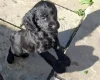 Cocker Spaniel (Working)