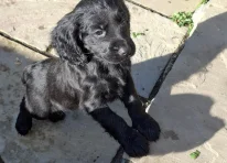 Puppy 3