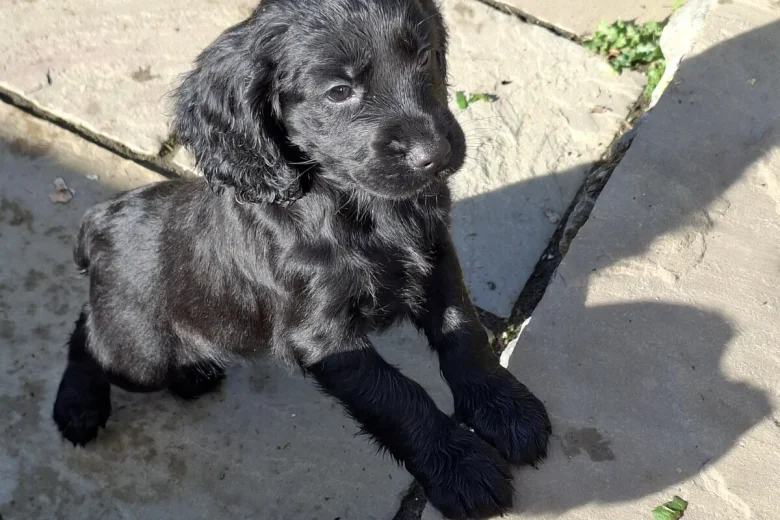 Cocker Spaniel (Working)