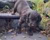 Cocker Spaniel (Working)