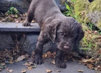 Puppy 2