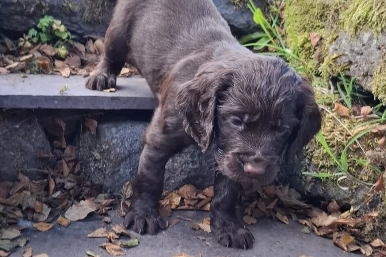 Cocker Spaniel (Working)