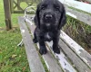 Cocker Spaniel (Working)