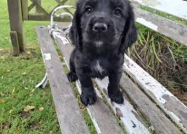 Puppy 5