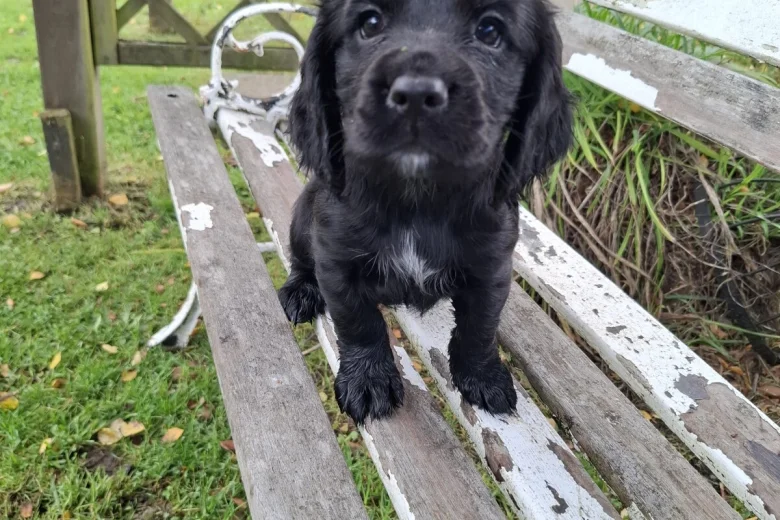 Cocker Spaniel (Working)
