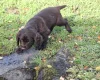 Cocker Spaniel (Working)