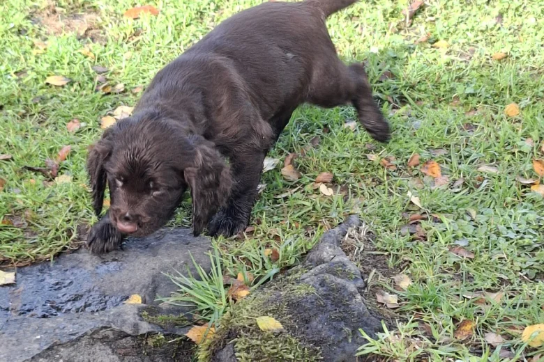Cocker Spaniel (Working)