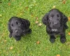 Cocker Spaniel (Working)