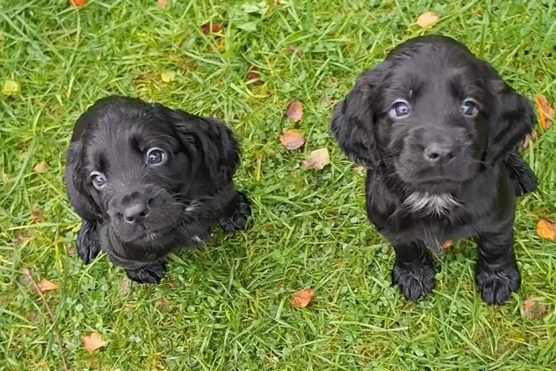Cocker Spaniel (Working)