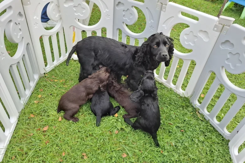 Cocker Spaniel (Working)