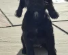 Cocker Spaniel (Working)