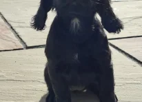 Puppy 6