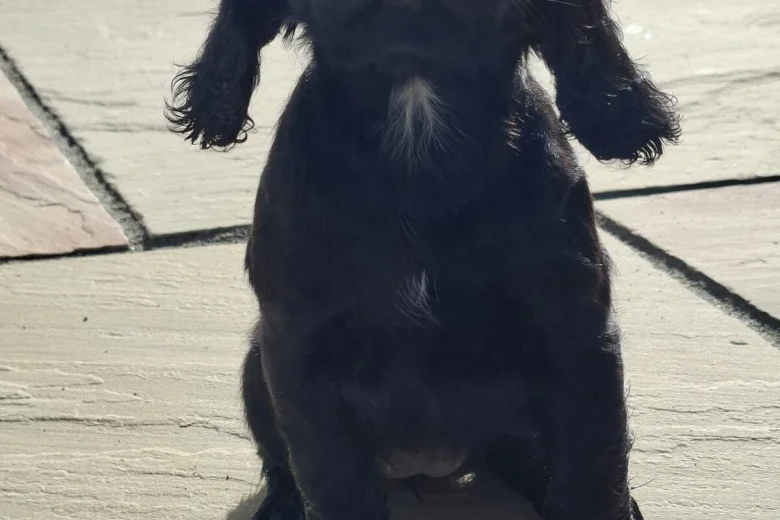 Cocker Spaniel (Working)