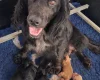 Cocker Spaniel (Working)