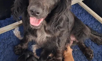 Cocker Spaniel (Working)