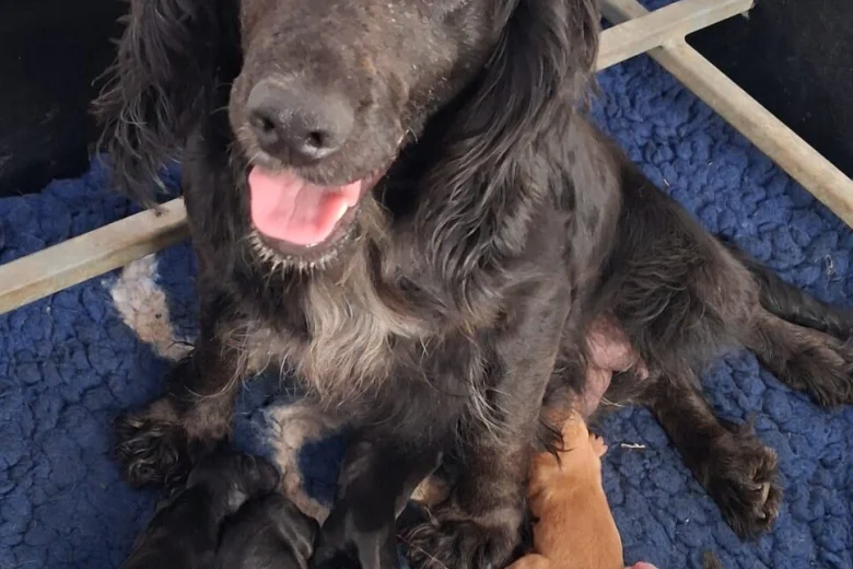 Cocker Spaniel (Working)