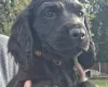 Cocker Spaniel (Working)