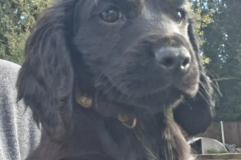 Cocker Spaniel (Working)