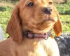 Cocker Spaniel (Working)