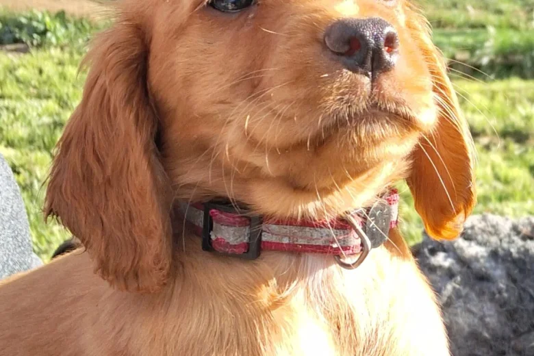 Cocker Spaniel (Working)