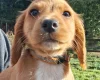 Cocker Spaniel (Working)