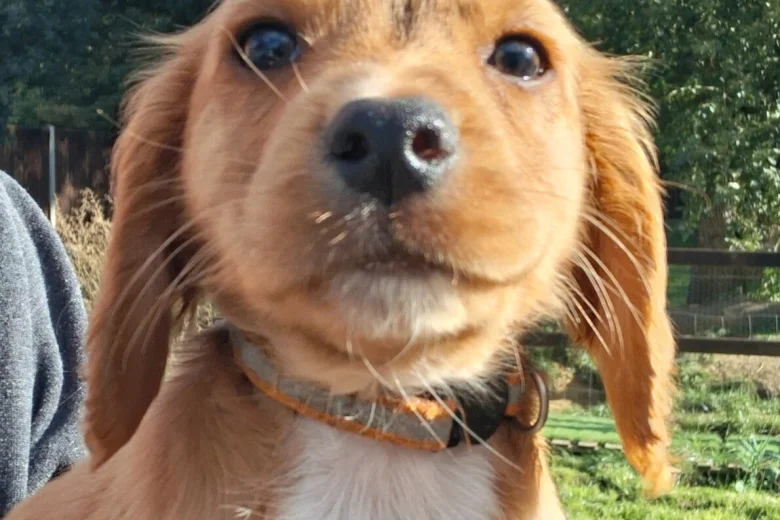 Cocker Spaniel (Working)