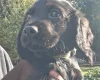 Cocker Spaniel (Working)