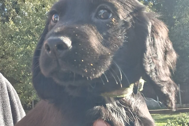 Cocker Spaniel (Working)
