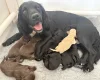 Cocker Spaniel (Working)