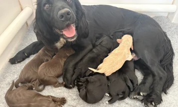Cocker Spaniel (Working)