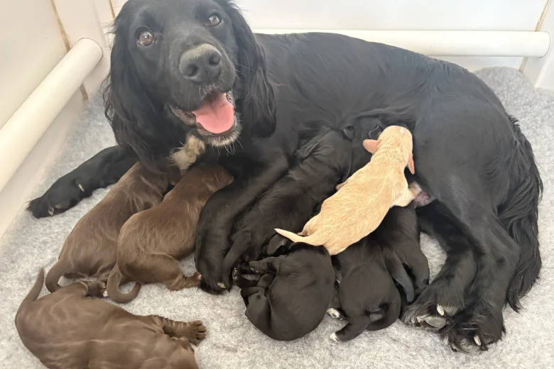 Cocker Spaniel (Working)