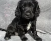 Cocker Spaniel (Working)