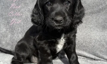 Cocker Spaniel (Working)