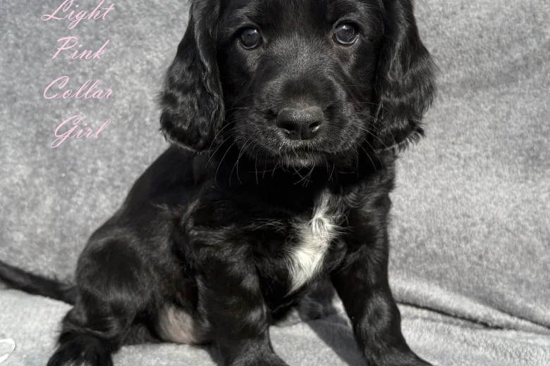 Cocker Spaniel (Working)