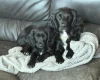 Cocker Spaniel (Working)