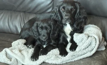 Cocker Spaniel (Working)
