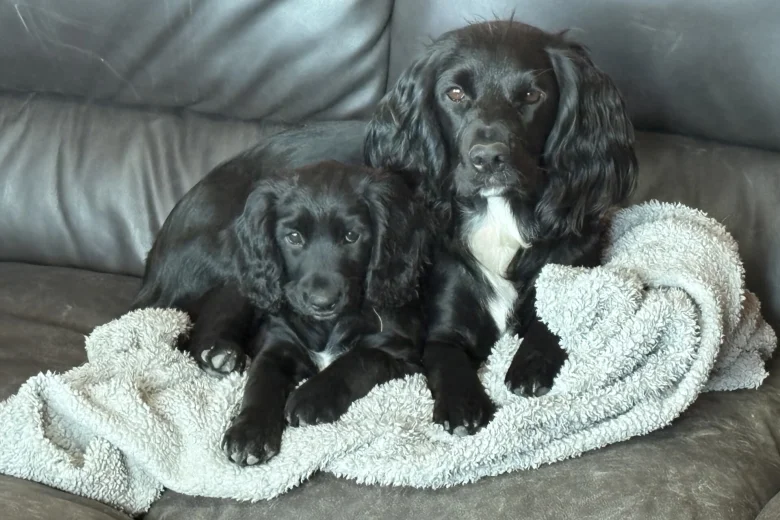 Cocker Spaniel (Working)