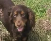 Cocker Spaniel (Working)