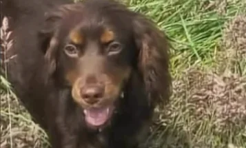 Cocker Spaniel (Working)