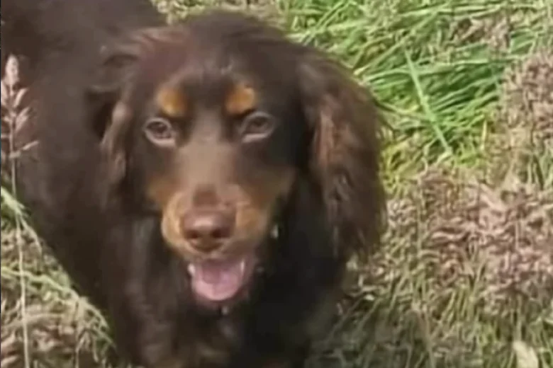 Cocker Spaniel (Working)