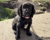 Cocker Spaniel (Working)