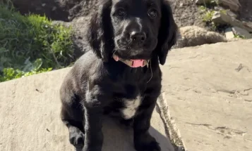 Cocker Spaniel (Working)