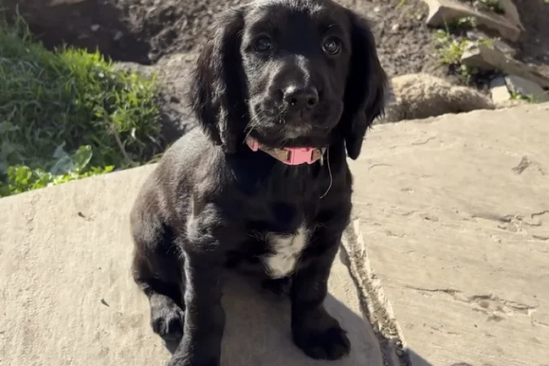 Cocker Spaniel (Working)