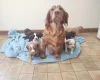 Cocker Spaniel (Working)