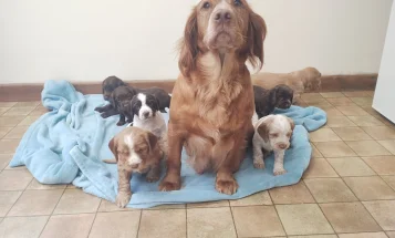 Cocker Spaniel (Working)