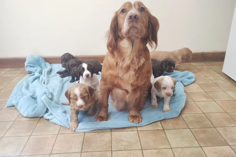 Cocker Spaniel (Working)